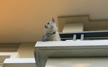 domestic thai cat sitting on balcony upstairs of house with sunsetの写真素材