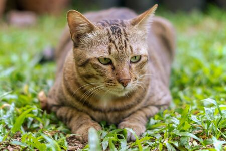 Close-up of a tabby Bengal cat will ambushing on grass, selective focusの写真素材