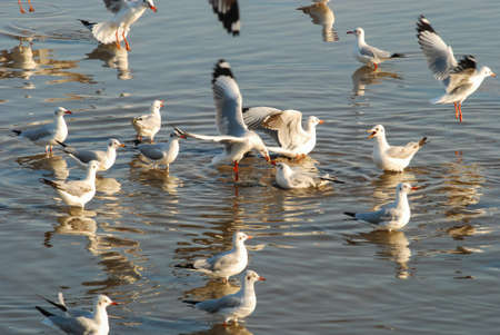 birds hunting their fishes