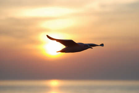 Best shot of seagull flyingの写真素材