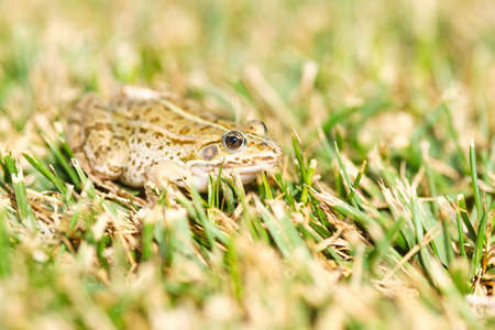 Frog in the grass, selective focus on the eye. Narrow depth of field, green yellow grass bokeh.の写真素材