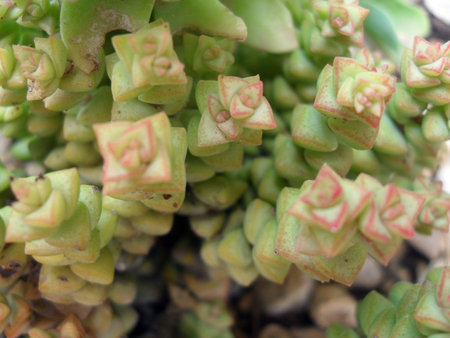 succulent plants in the garden, close up of succulentsの写真素材