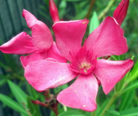 Pink oleander flower in the garden. Pink oleander flower.
