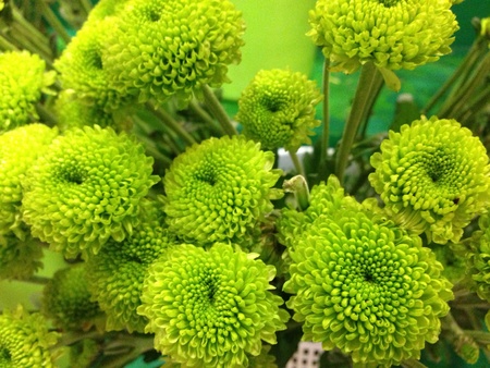 Green flowerの素材