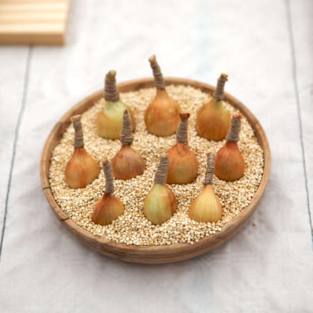 Home grown, organic onions, presented for a show の写真素材