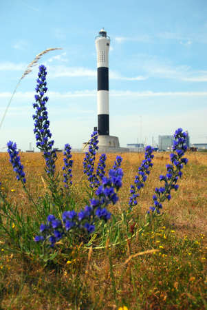 Lighthouse with flowers in the foreground の写真素材