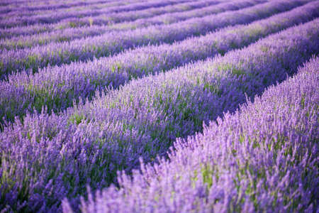 Rows of scented lavender in a fieldの写真素材
