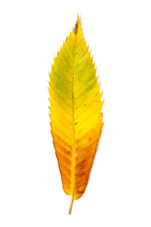 Autumnal colour change in a tree leafの写真素材