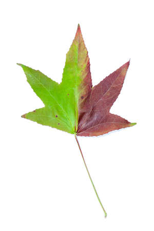 Autumnal colour change in a maple leafの写真素材