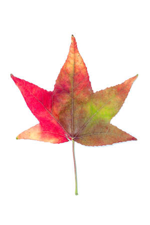 Autumnal colour change in a maple leafの写真素材