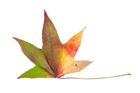 Autumnal colour change in a maple leafの写真素材
