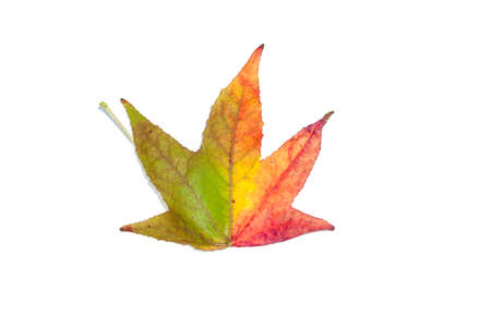 Autumnal colour change in a maple leafの写真素材