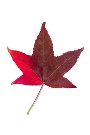 Autumnal colour change in a maple leafの写真素材