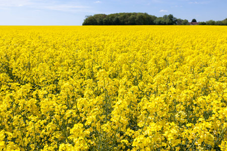 Rape seed fieldの写真素材