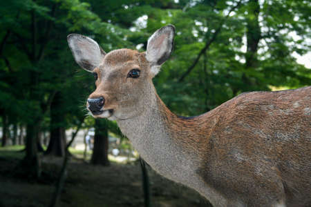 Tame deer wander around the city centre of Nara, Japan.の写真素材