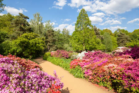 Isabella Plantation Richmond Park Londonの写真素材