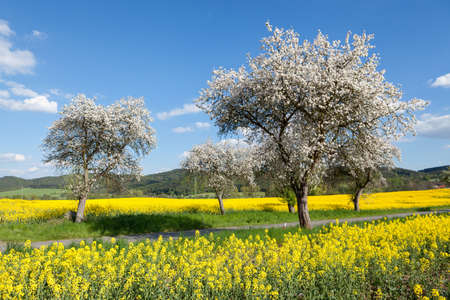 Flowering trees in field of yellow rapeseed during springの写真素材