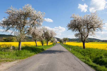 Empty road lined with flowering trees at the edge of fields of yellow rapeseed during springの写真素材