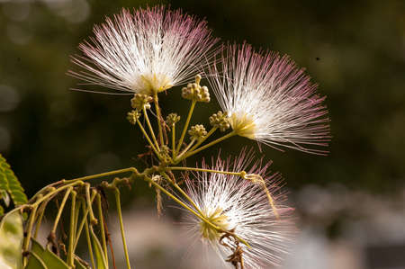 Pink Flowerの写真素材