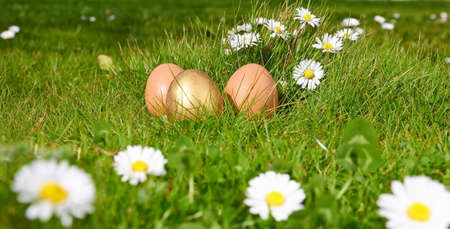 easterl eggs on green grass with camomilesの写真素材