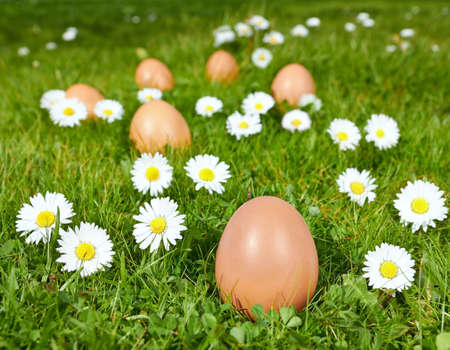 easter eggs on green grass with camomilesの写真素材