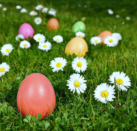 Colorful Easter eggs in a field of grass with camomilesの写真素材