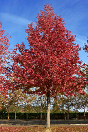 Red leaves of tree, autumn foliageの写真素材