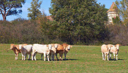Calves on the fieldの写真素材