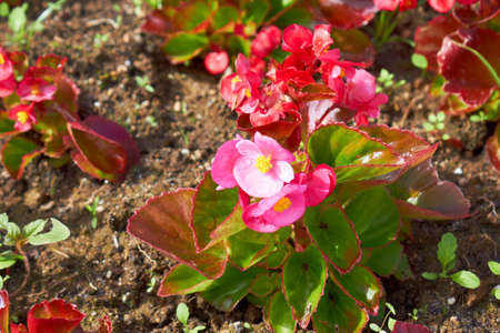 Gardening  pink begoniaの写真素材