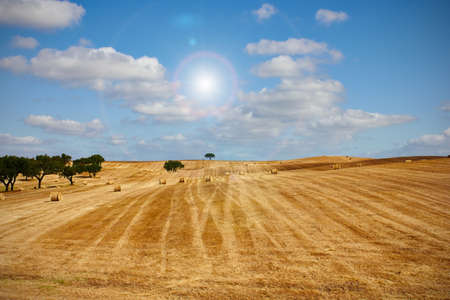 wheat haystack landscape, blue sky and sunの写真素材