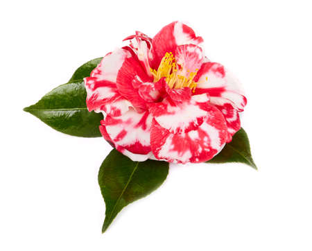 camellia in full bloom, on white backgroundの写真素材