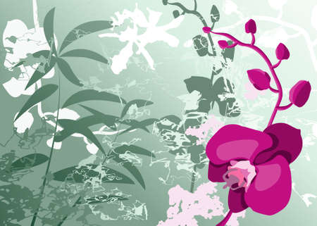 Orchidsのイラスト素材