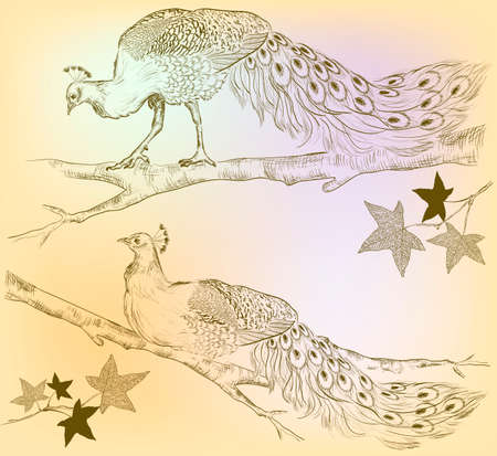 Peacocks on a treeのイラスト素材
