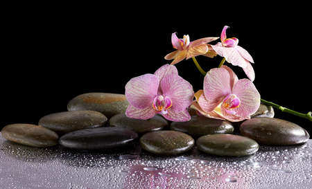 Spa stones and orchid flowers with reflection  on blackの写真素材