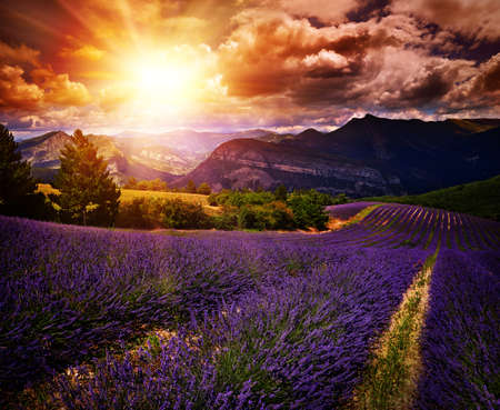 lavender field Summer sunset landscape with contrasting colors