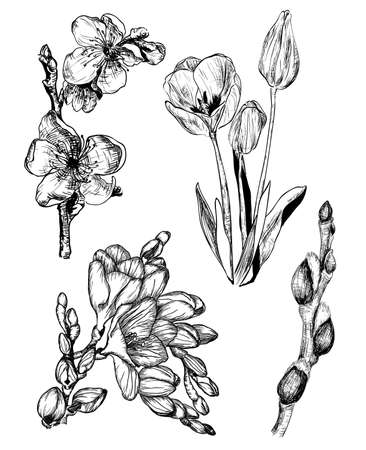 Vector Illustration Of Spring Flowers In Sketch Style Sakura Tulip Freesia And Willow Budsのイラスト素材 ストックフォト 写真素材のstock Foto ストックドットフォト