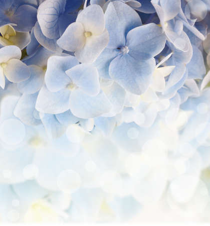 hydrangea floral background with a blurred lightの写真素材