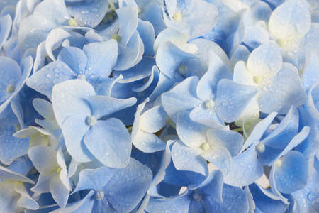 beautiful summer hydrangea floral background in blue colors