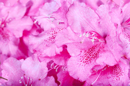 The blossoming flowers of a pink oleander