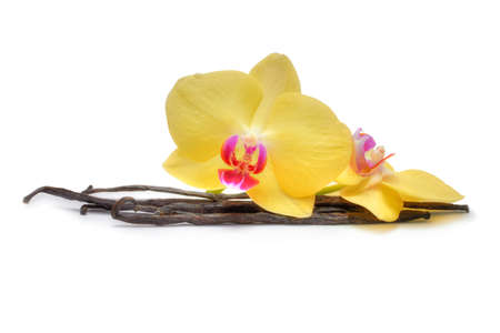 Vanilla pod with flowers isolated on white backgroundの写真素材