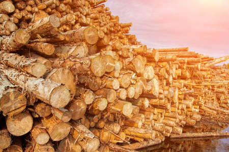 Pile of wood logs. Tree different formatsの写真素材