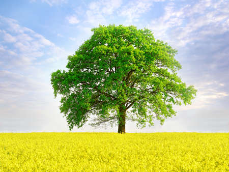 Summer meadow with rape flowers and big treeの写真素材
