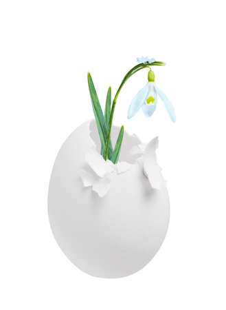 Snowdrop blossoming out of egg isolated on white, as concept of spring.の写真素材