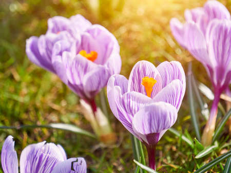 Purple crocus, flowering plants in the iris family. a bunch of crocuses, meadow full of crocusesの写真素材