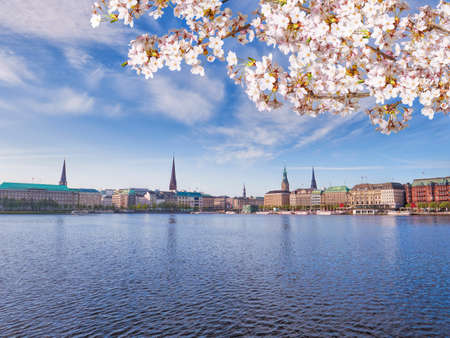 View of Alster Lake in Hamburg framed by blooming white cherry treeの写真素材