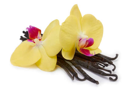 Orchid flowers and vanilla podsの写真素材