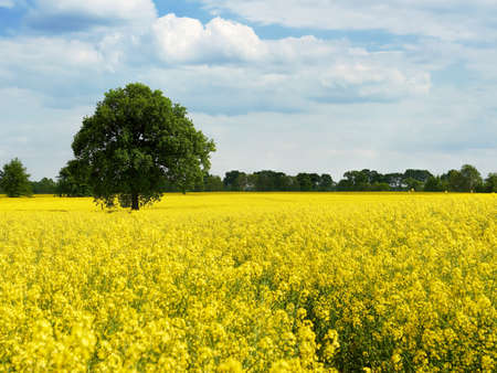 Beautiful field with single green tree and yellow flowering plants. View at sunny dayの写真素材