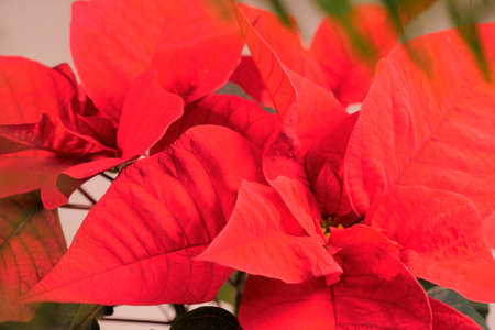 Closeup of red poinsettia flowers Euphorbia pulcherrima . Christmas flowerの写真素材