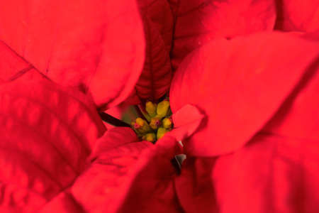 Red Poinsettia image. Beautiful Christmas flower petalsの写真素材