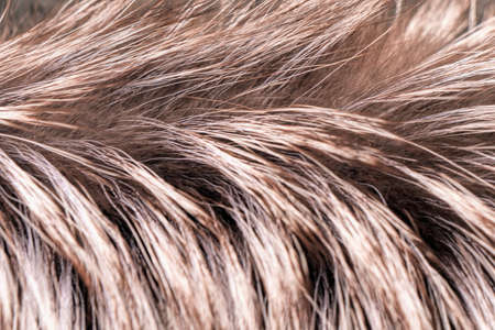 Macro silver fox fur.の写真素材